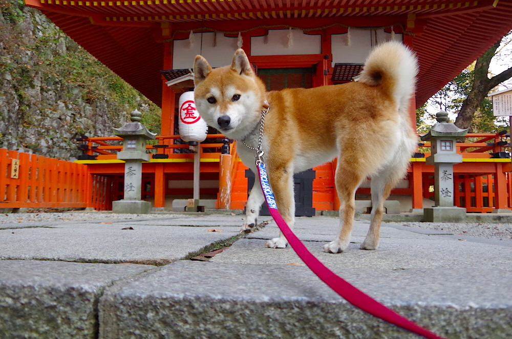 史诗级对决：联盟历史上的经典之战回顾，联盟历史得分排行榜