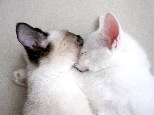 史诗级对决：联盟历史上的经典之战回顾，联盟历史得分排行榜